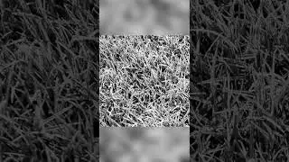 Grass edit