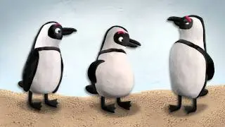 Rock, Paper, Scissors - The Toronto Zoo's Endangered African Penguins
