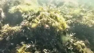 Allein, allein am Schröderstrand schnorcheln (die Zweite) (4K)
