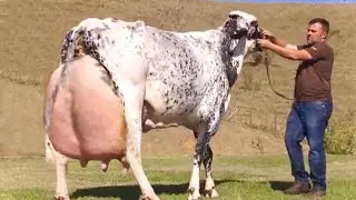 Top 4 World’s highest milking cows | Hf cow ,girolando cow , jersey cow ,gir cow | full documentary