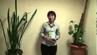 Доход педагога  за 10 дней 1450$