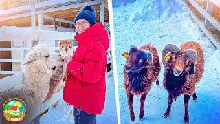 ЭКЗОТИКА на Северном Кавказе. Поездка на ферму АЛЬПАК В АРХЫЗ