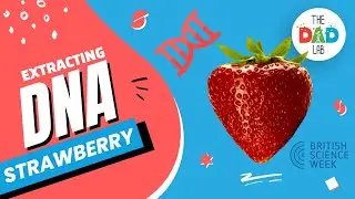 Extracting DNA from Strawberries LIVE | British Science Week
