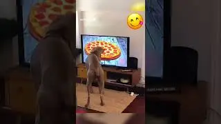 Ооочень умные и смешные собаки!!!!