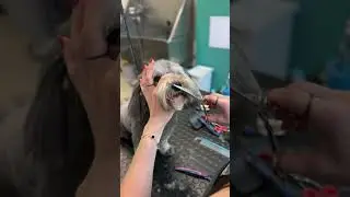 Look at this grooming makeover 😍 #havanese