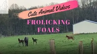 Cute Animal Videos: Frolicking Foals