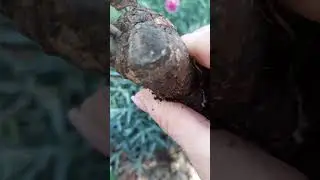 Посылка из ,, Розы смол,,              Розы и Клематисы