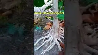 program akar idaman pembonsai#shortsvideo#