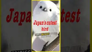 Japan's cutest bird shimaenaga 