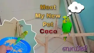 how to tame your budgie 🦜| Bird | COCO