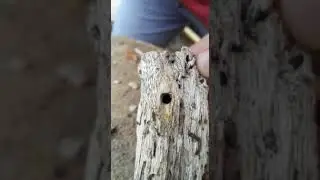 Včela