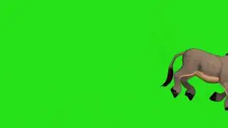 Donkey green screen video