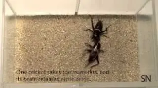 Welcome to cricket fight club | Science News