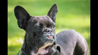 Puppy Apologies  5 Unique Ways Dogs Say Sorry