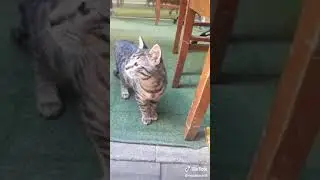 Şaşı kedi