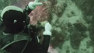 rock fish rescue underwater