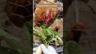 what to do with radish tops?  #shorts #chicken #funny #cute #green