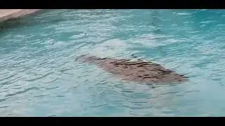 Морской котик танцует и просит рыбку)) Московский зоопарк
