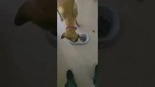 LabGaming Mascot turned 2, Happy birthday Raven have a 1/2 pound burger.