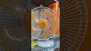 Lak gold fan 