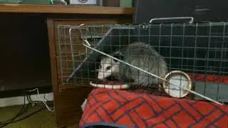 In Conversation with special guest Gilbert the opossum