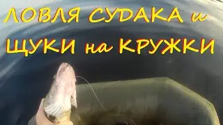 Ловля судака и щуки на кружки на крупного карася!!!