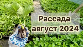 Рассада клубники 06 августа 2024