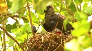 Crow's Nesting Story!!