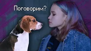 НИКАКИХ ВАМ ДОБРЫХ ДЕЛ || приюты для дом. животных