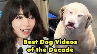 Emiru Reacts to Best Dog Videos of the Decade by 
