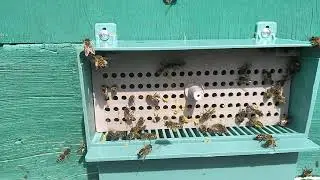 ПЫЛЬЦЕСБОРНИК  🐝🐝🐝🐝🐝