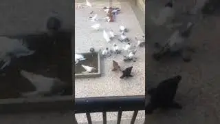 Тбилисские голуби