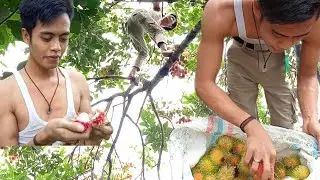 Panjat Rambutan