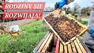 RODZINKI SIE ROZWIJAJA. Rozwój wiosenny rodzin pszczelich. 