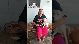 SPONSOR A DOG/BE A VIRTUAL PARENT | Dog Rescue NGO In Agra | Dog Shelter Home | Dog Adoption Center