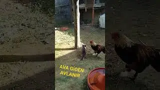 Ramiz dayı teselli ediyor