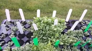 June 27, 2016 Tobacco Growing and Humidity