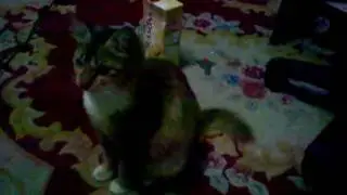 cat respond to meowing