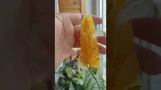 пахистахис на фитильном поливе