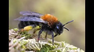 The Secret Life of Clarke's Mining Bee (Andrena clarkella)