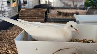 Julie is hungry and Maya gets a bit crazy!  (petdoves: ringneck and hybrid dove)