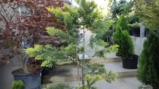 часть 2 . продолжает формировать ниваки из кипарисовика голд райдер.