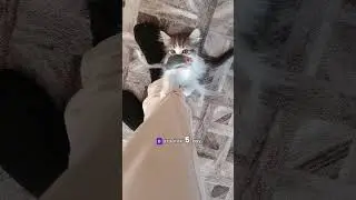 #cat #кот #смешно #котик #shots #рекомендации #catlover #kitten #cute #funny