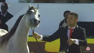 N277 A H BARRAQ - Al Shiraa Int. Arabian Horse Show 2020 - Colts 2 Years Old (Class 8B)