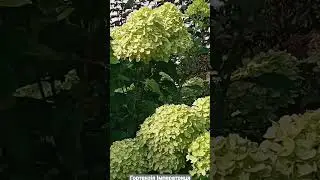 Гортензії в моєму саду.