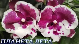 №846/ ПРАЗДНИЧНАЯ поставка КРАСИВЫХ орхидей в ПЛАНЕТА ЛЕТА