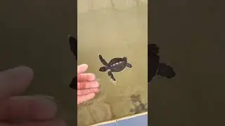 Черепашья ферма на Шри-Ланке.