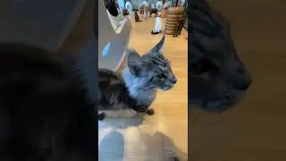 Cats Club|Cute cats daily life🐈(7) #cats #cute #shorts