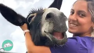 Donkeys Can’t Stop Smiling When Woman Hugs Them | Cuddle Buddies