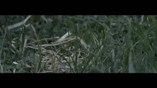 ROMANOVSKAYA - Птица